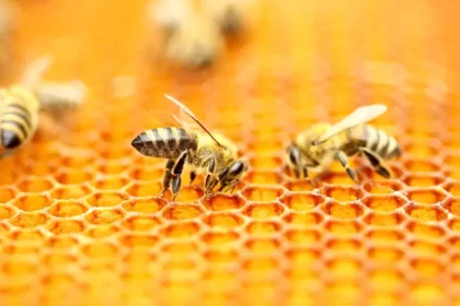 Where To Buy Honeybee Cozy Winter Hive Wraps?