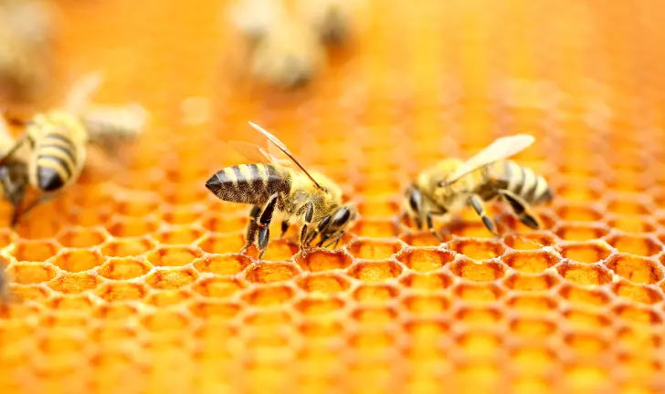 Where To Buy Honeybee Cozy Winter Hive Wraps?
